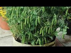 Chickpeas