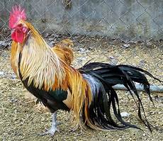 Chiken Feet
