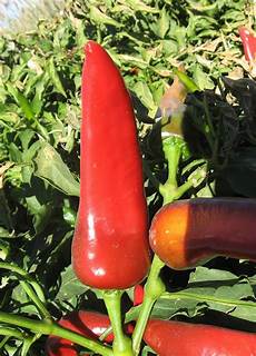 Chile Peppers