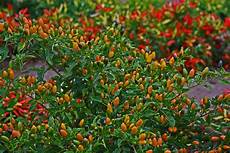 Chile Peppers