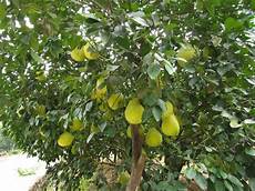 Citrus Juicers