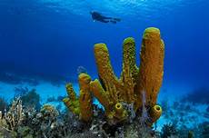 Cleaning Sponges