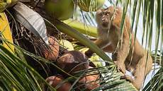 Coconut Milk