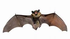 Copyfn.Bat