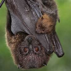 Copyfn.Bat