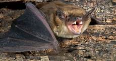 Copyfn.Bat