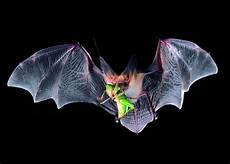 Copyfn.Bat