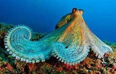 Crustaceans