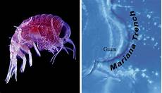 Crustaceans