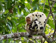 Cuscus