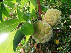 Custard Apple