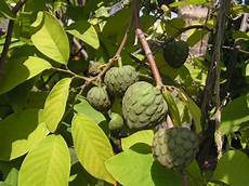 Custard Apple
