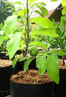 Custard Apple