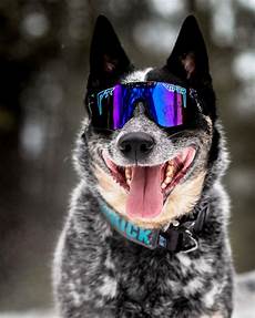 Cycling Sunglasses