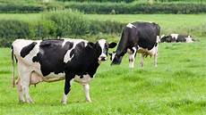 Dairy Processing Machinery