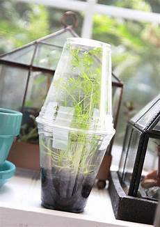 Diy Greenhouse