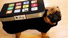 Dog Costumes