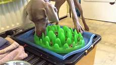 Dog Food Feeder