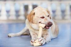 Dog Rawhide