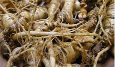 Dong Quai Root