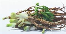 Dong Quai Root