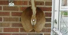 Doorbells