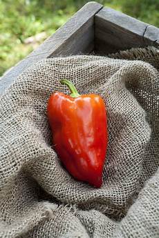Dried Capsicum