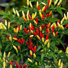 Dried Capsicum