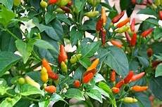 Dried Capsicum