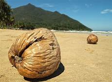 Dried Coconut
