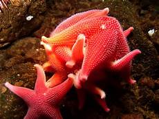 Echinoderm