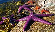 Echinoderm