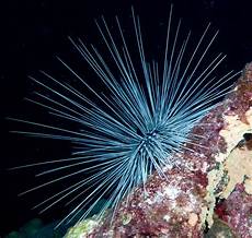 Echinoderm