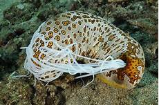 Echinoderm