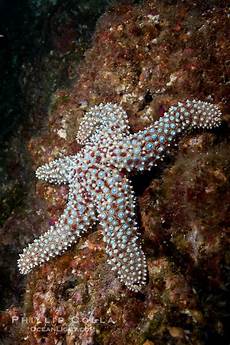 Echinoderm