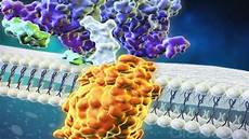 Endocrine System Agents