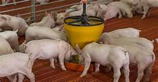 Feed Additive Products