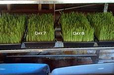 Feed Grade Amino Acids