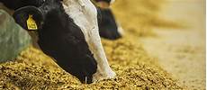 Feed Grade Enzymes