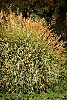 Fertilizer