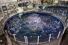 Fish Antibiotics