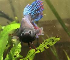 Fish Antibiotics