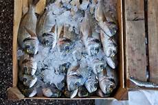 Fish Antibiotics