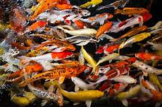 Fish Feeders