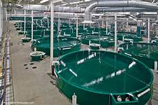Fish Rearing Tanks