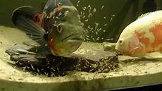 Fish Rearing Tanks