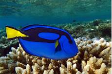 Fish Welfare