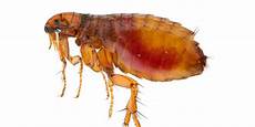 Flea Control
