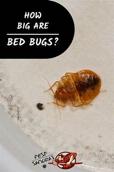 Flea Control