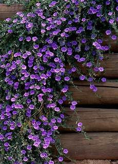 Flower Pots